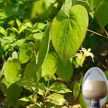 Horny goat weed extract Horny goat weed extract