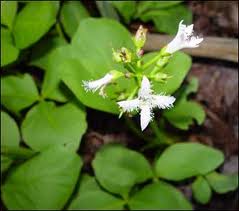 Buckbean Leaves Extract