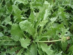 Herba Cum Radice Taraxaci Extract Herba Cum Radice Taraxaci Extract