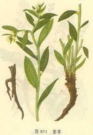 Gromwell Root Extract