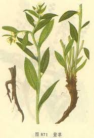 Gromwell Root Gromwell Root