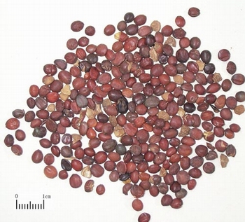 Spine Date Seed Extract Spine Date Seed Extract