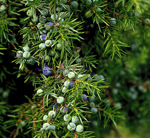 juniper berry extract powder juniper berry extract powder
