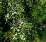 juniper berry extract powder