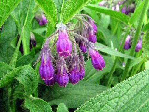 lithospermi radix extract shikonin or alkannin 1%-98% lithospermi radix extract shikonin or alkannin 1%-98%