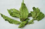 Mint Leaf Extract 