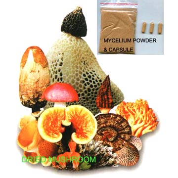 Mushroom extract