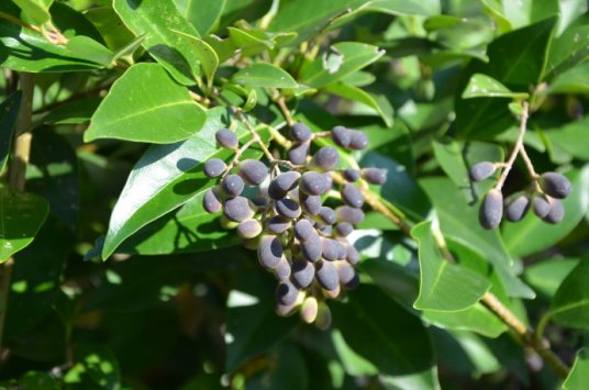 Fructus Ligustri Lucidi Extract: Fructus Ligustri Lucidi Extract: