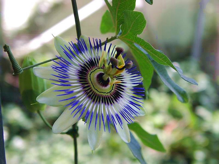 Passionflower Extract