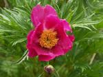 Paeonia suffruticosa Cortex  extract