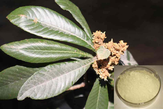 folium eriobotryae extract,Forsythia suspensa pe folium eriobotryae extract,Forsythia suspensa pe