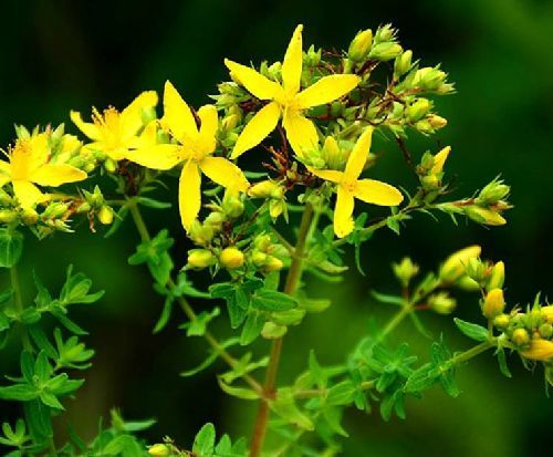 Hypericum perforatum extract Hypericin: 0.3%