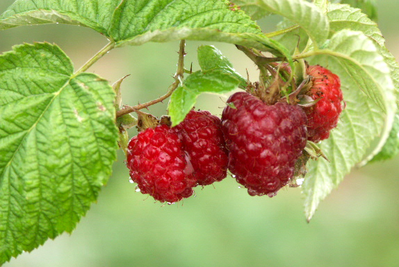 Raspberry Extract