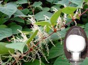 Resveratrol Resveratrol