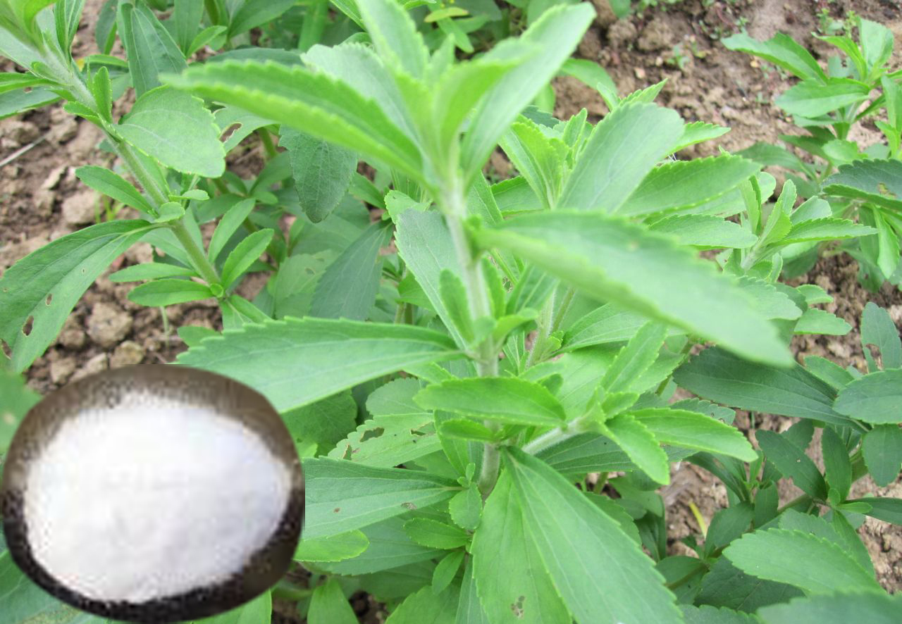 Stevia extract stevioside