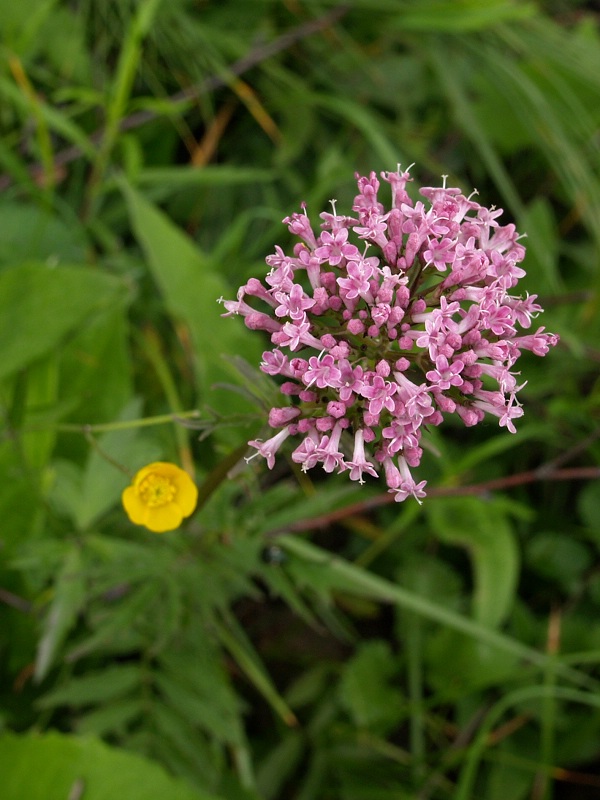 Valerian extract