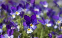 Dried Violet flower