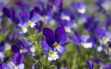 Dried Violet flower Dried Violet flower