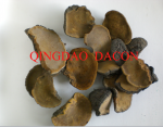 Phellinus igniarius