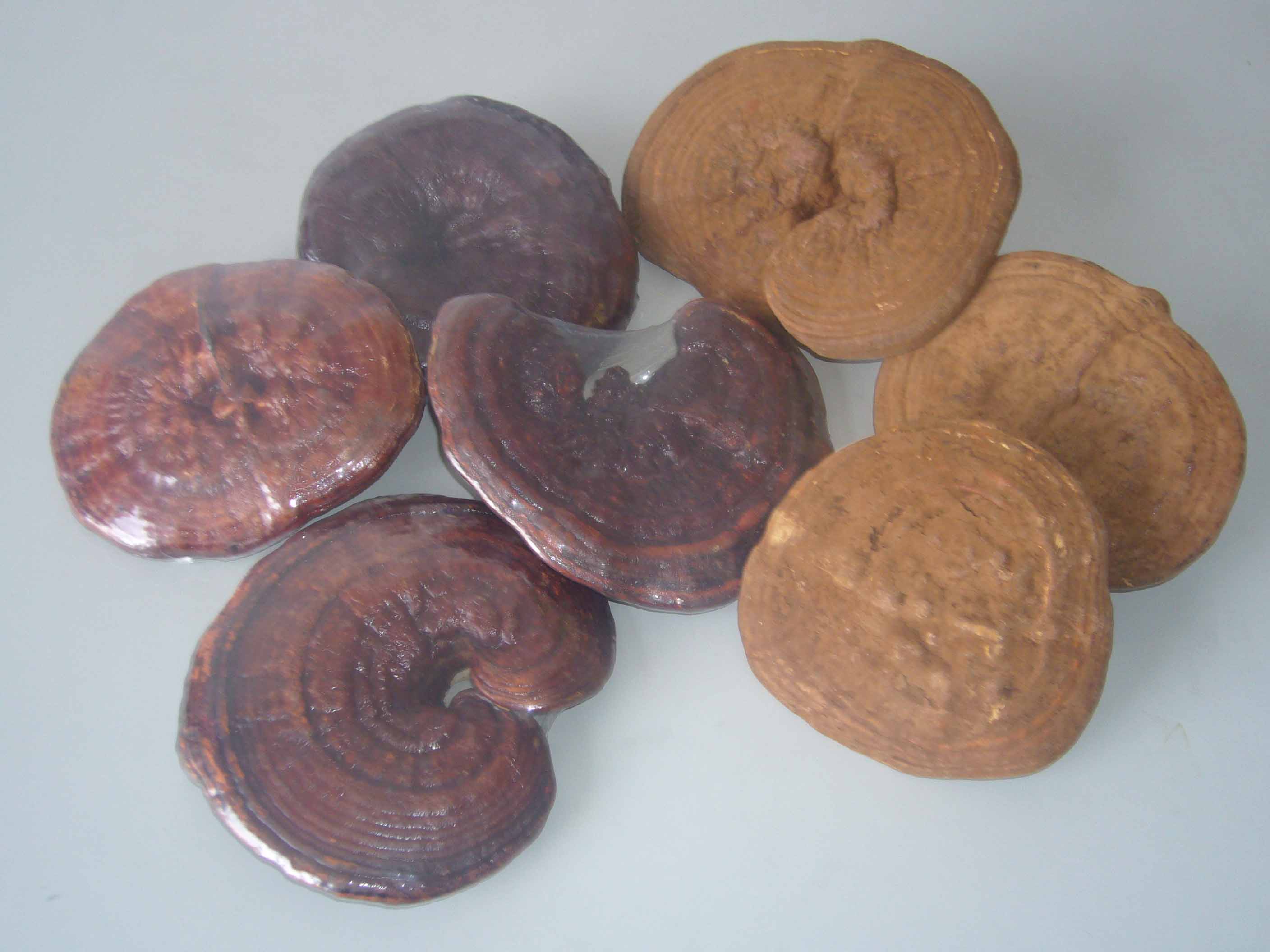  Red Reishi Ganoderma Lucidum