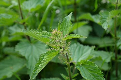 Nettle powder Nettle powder
