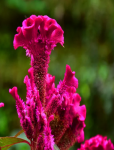 Cockscomb flower dried